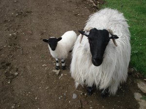 Anklagende Schäflein