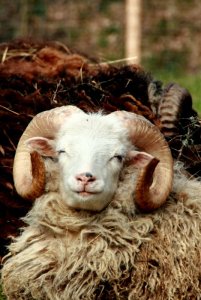 Fall gelöst! Der Hirtenhund war's!