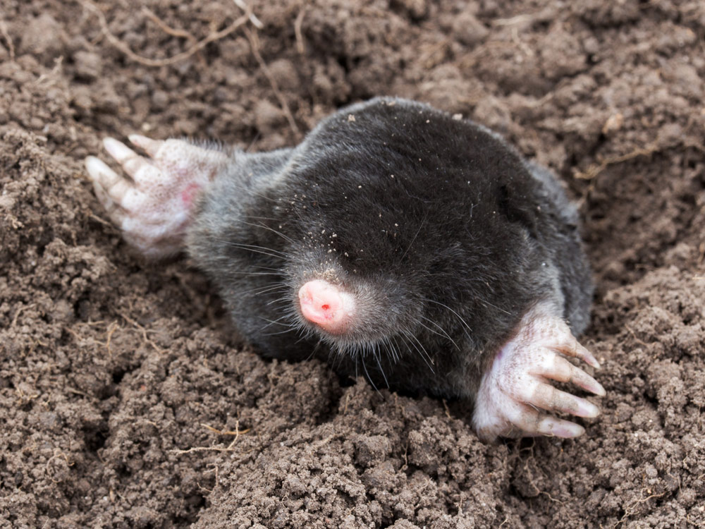 Wissenswertes über kleine&nbsp;Gräber.