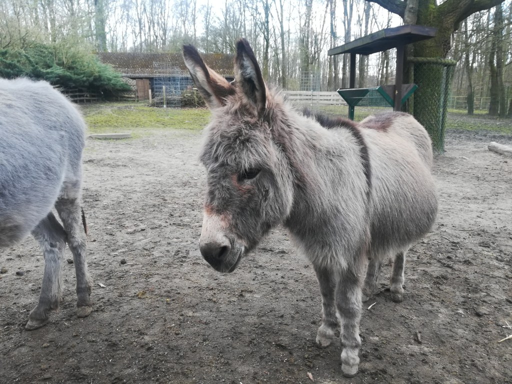 Ein Nachmittag im Tierpark&nbsp;Herford